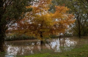 Say Goodbye to Yard Water Build-Up with These Landscape Drainage Solutions